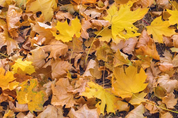 Autumn Leaves Fall Season Flora — Stock Photo, Image