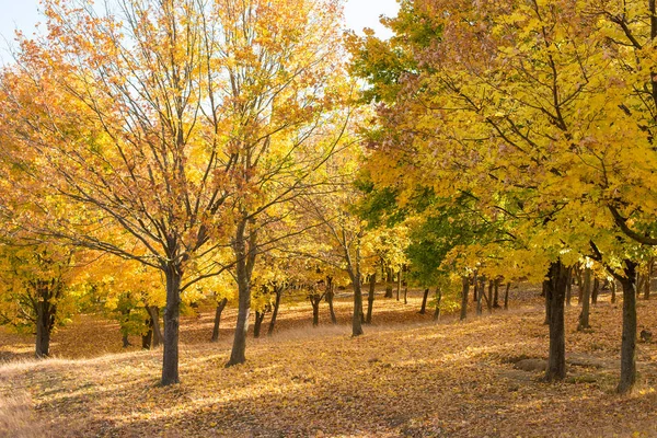 Bosque Otoño Con Árboles Coloridos — Foto de Stock