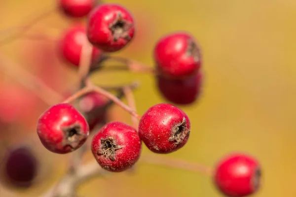 Close Red Berries Branches — Photo