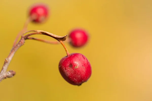 Close Red Berries Branches — Stock Photo, Image