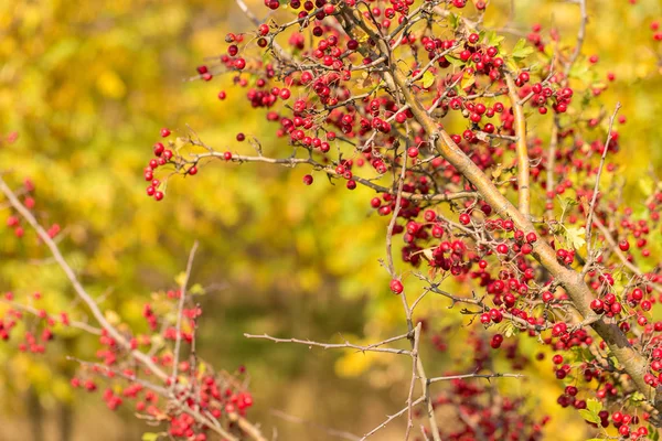 Gros Plan Des Baies Rouges Sur Les Branches — Photo