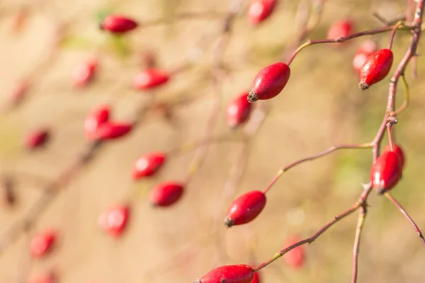 Close Red Berries Branches — Photo