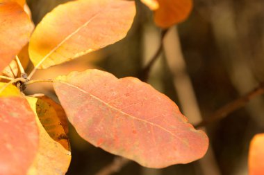 Sonbahar yaprakları, sonbahar bitkileri