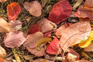 Sonbahar yaprakları, sonbahar bitkileri