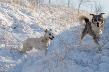 Köpekler karda kışın, güzel portre evcil hayvan oynamak, Avustralyalı çoban çapraz bir kurt ile