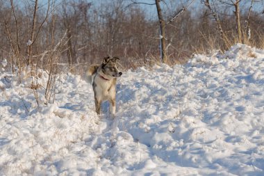 Köpekler karda kışın, güzel portre evcil hayvan oynamak, Avustralyalı çoban çapraz bir kurt ile