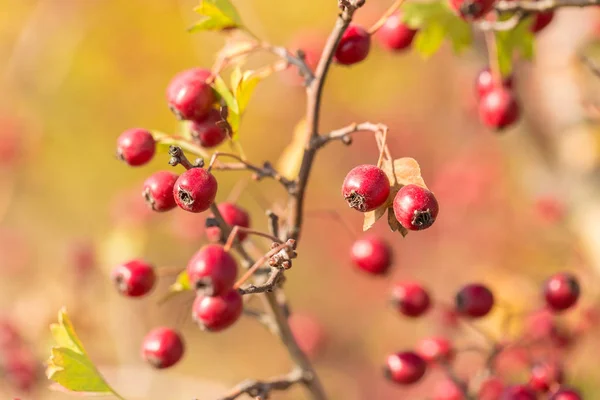 Gros Plan Des Baies Rouges Sur Les Branches — Photo