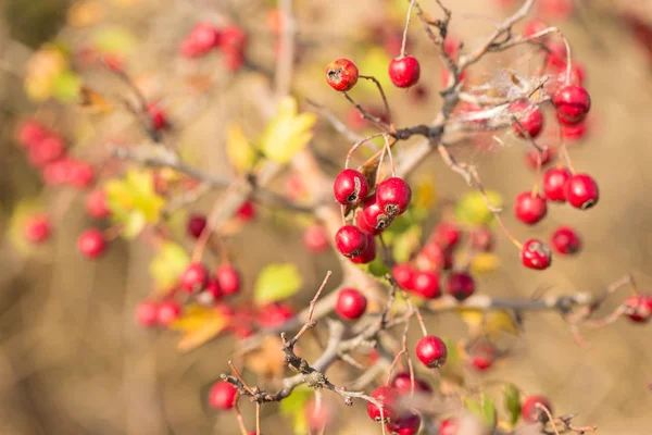 Gros Plan Des Baies Rouges Sur Les Branches — Photo