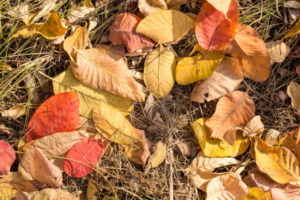 Autumn Leaves Ground Forest — Stockfoto