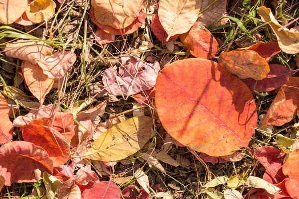 Folhas Outono Chão Floresta — Fotografia de Stock