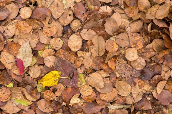 Autumn Leaves Ground Forest — Zdjęcie stockowe