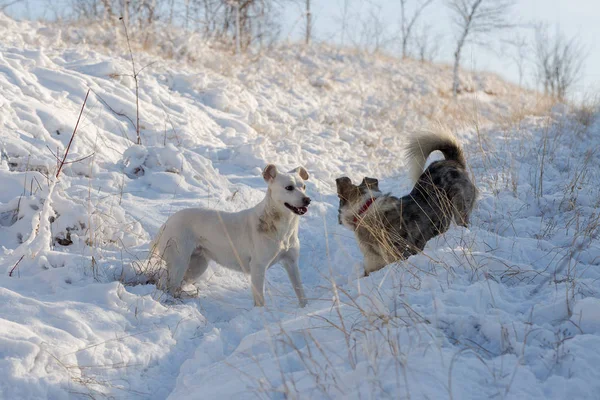 Dogs Play Snow Winter Beautiful Portrait Pet Australian Shepherd Cross — Stock Photo, Image