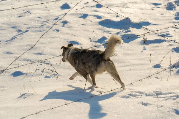 Psi Hrají Sněhu Zimě Krásný Portrét Pet Australian Shepherd Kříž — Stock fotografie