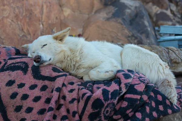 Cute Dog Sleeping Blanket Outdoors — Photo