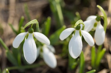 Kardelen bahar çiçekleri makro atış. Bahar uyanış ilk belirtileri.