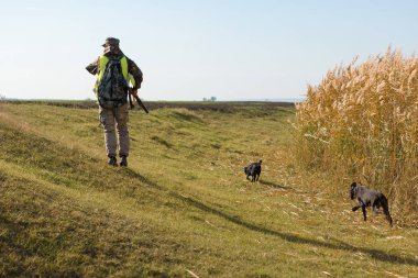 Bir Alman drathaar ve İspanyol, güvercin ile yansıtıcı yelek köpeklerde avcılık avcı