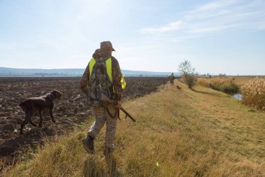 Bir Alman drathaar ve İspanyol, güvercin ile yansıtıcı yelek köpeklerde avcılık avcı