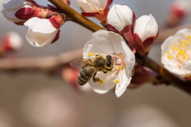 Bahar yakın çekim çiçek açması ağacında. Mavi gökyüzü güzel beyaz çiçekli Bahar Şube.
