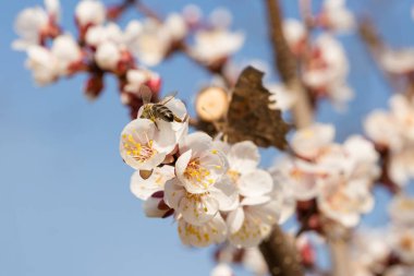 Bahar yakın çekim çiçek açması ağacında. Mavi gökyüzü güzel beyaz çiçekli Bahar Şube.