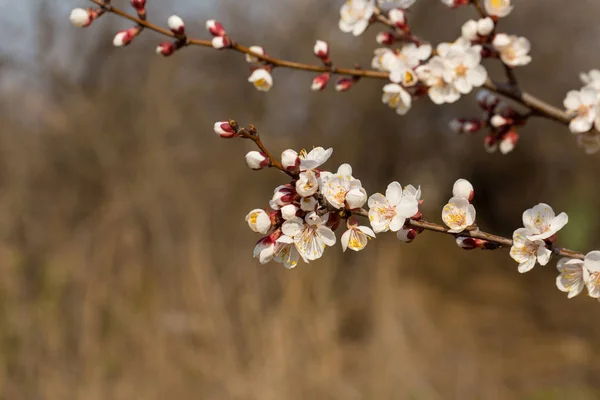 Árvore Florescente Close Primavera Ramo Primavera Com Belas Flores Brancas — Fotografia de Stock