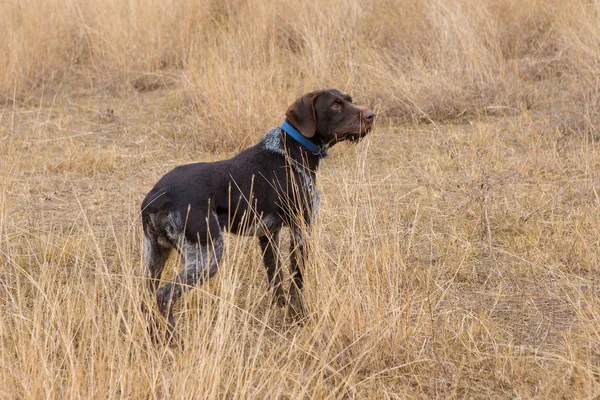 Alemán Perro Guardián Caza Drathaar Hermoso Retrato Perro Caza —  Fotos de Stock