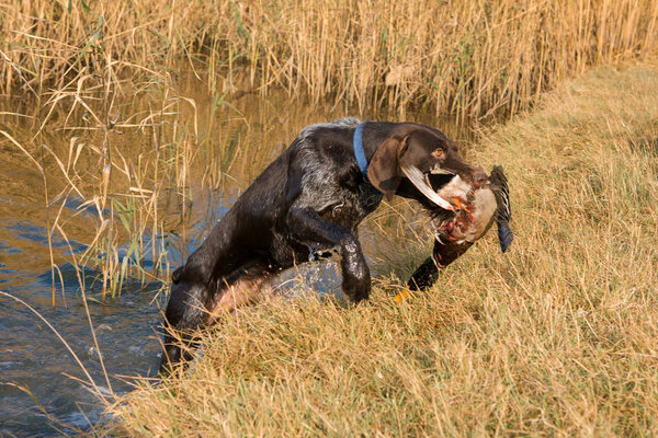 German hunting watchdog drathaar, Beautiful dog portrait on the hunt
