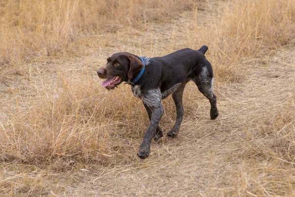 Tyska Jakt Vakthund Drathaar Vacker Hund Porträtt Jakt — Stockfoto