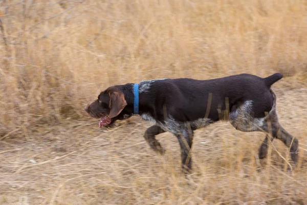 Tyska Jakt Vakthund Drathaar Vacker Hund Porträtt Jakt — Stockfoto