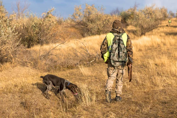 Hunter Niemieckim Drathaar Spaniel Gołąb Polowanie Psami Kamizelki Odblaskowe — Zdjęcie stockowe