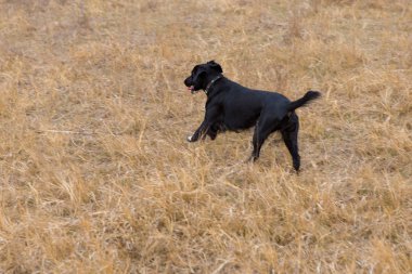 Alman avcı köpeği Drathaar, güzel köpek portresi.