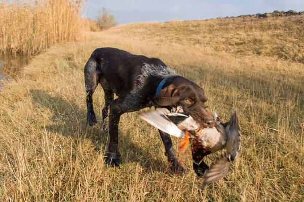 Deutsche Jagdaufsichtsbehörde Drathaar Schönes Hundeporträt Auf Der Jagd — Stockfoto