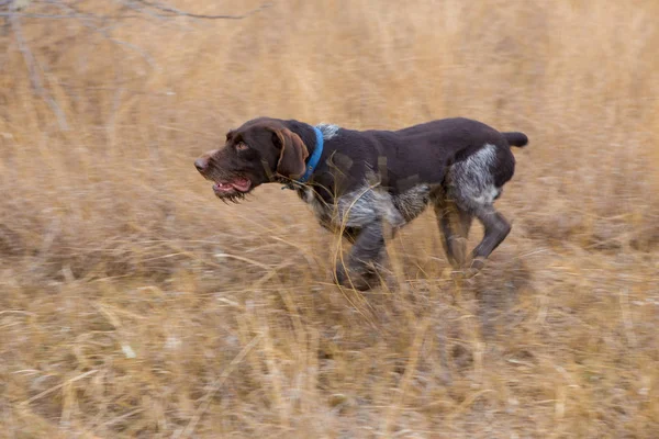Tyska Jakt Vakthund Drathaar Vacker Hund Porträtt Jakt — Stockfoto