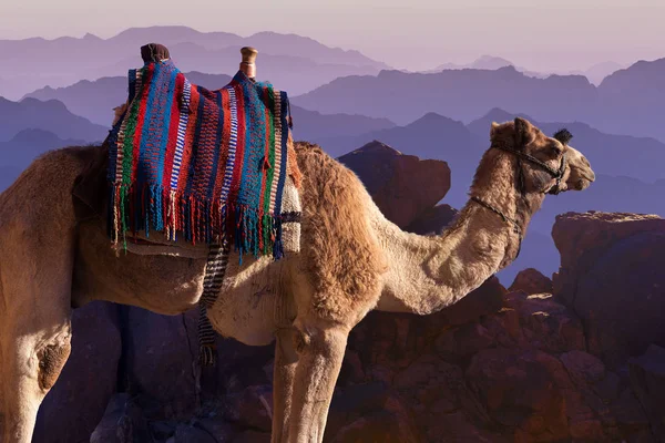 沙漠山中骆驼的侧视图 — 图库照片