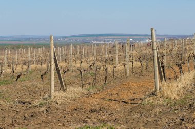 Güneşli bir günde kırsalda üzüm bağları