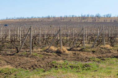 Güneşli bir günde kırsalda üzüm bağları