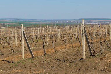 Güneşli bir günde kırsalda üzüm bağları