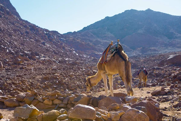 Side View Camel Desert Mountains — Zdjęcie stockowe