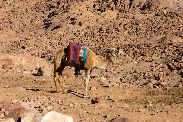 Side View Camel Desert Mountains — Zdjęcie stockowe