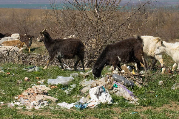 Goats eat plastic plastic waste. Ecological catastrophy. Global clogging of the planet. Animals are dying from plastic waste.