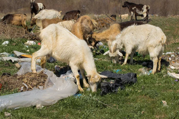 Goats eat plastic plastic waste. Ecological catastrophy. Global clogging of the planet. Animals are dying from plastic waste.