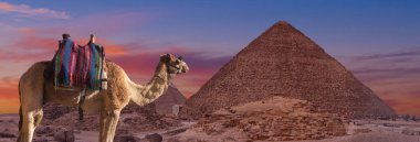 Geceleri Mısır piramitlerinin yanındaki deve. 