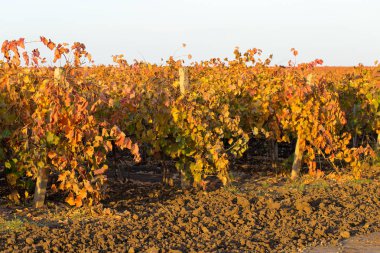 Vineyard in the countryside at sunny day