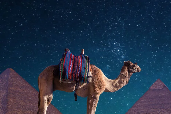 Camel near Egyptian pyramids at night