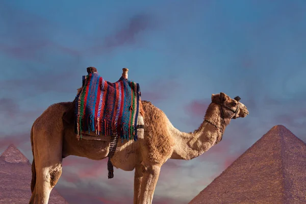 Kameel Buurt Van Egyptische Piramides Nachts — Stockfoto