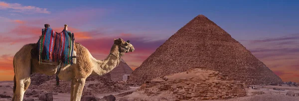 Teve Közelében Egyiptomi Piramisok Éjszaka — Stock Fotó