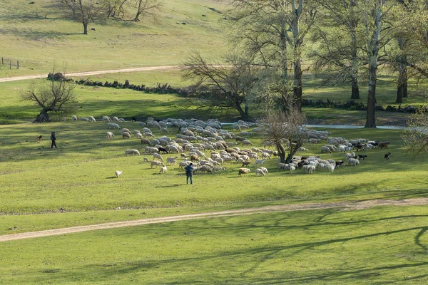 一群羊在草地上吃草 — 图库照片