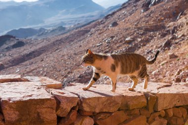 Cat walking on stone wall in mountains