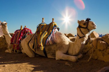 Güneşli bir günde çölde develer 