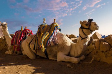 Güneşli bir günde çölde develer 