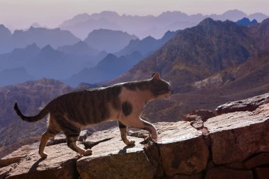 Cat walking on stone wall in mountains